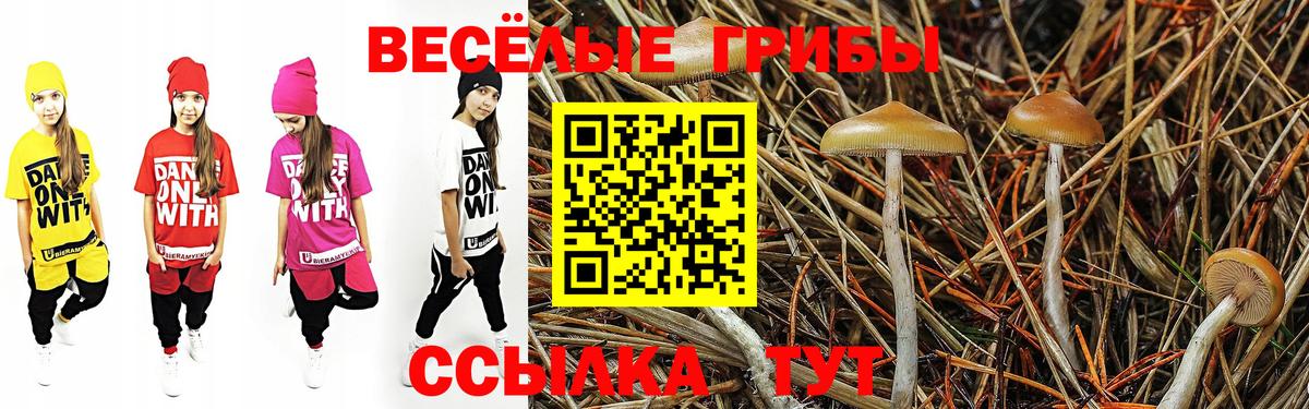 Псилоцибиновые грибы Cubensis Сунжа